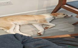 Mixed Breed dogs for sale: 💛🐾 Lovely Lisa 🐾💛 - Image 10