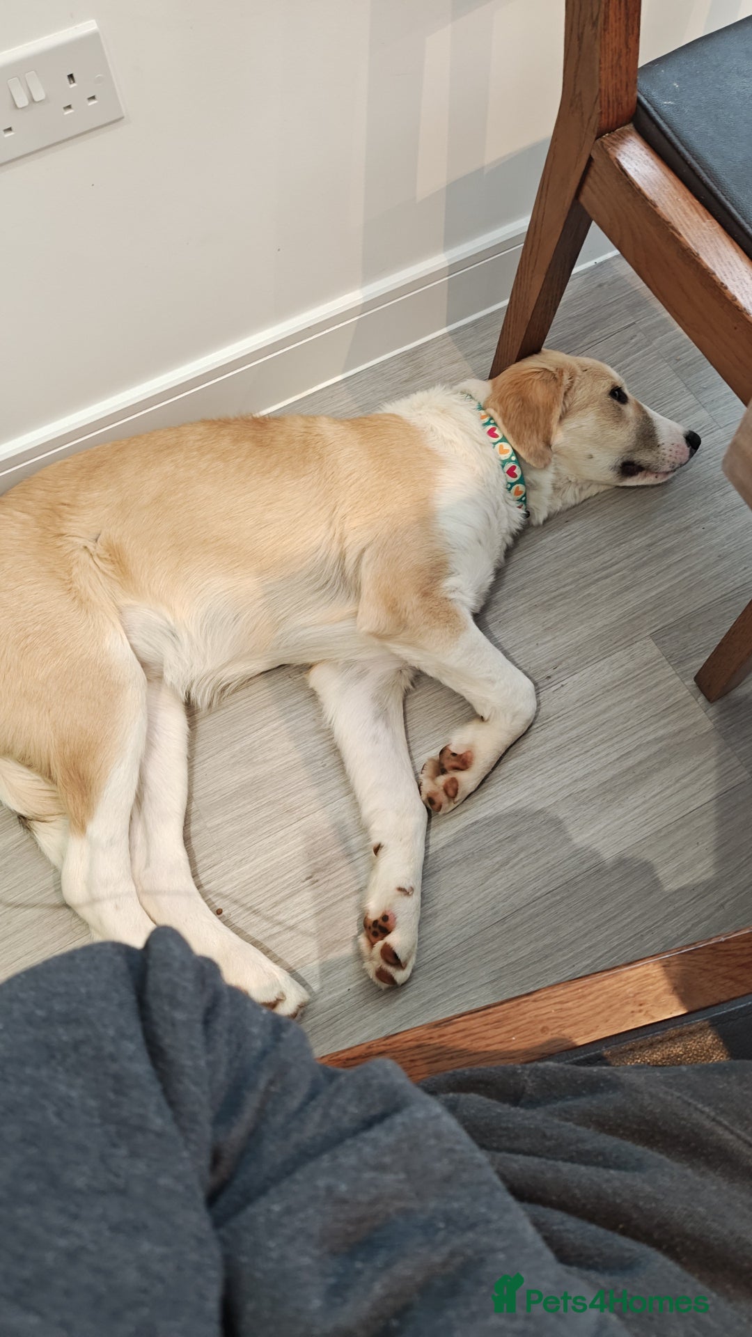 Mixed Breed dogs for sale: 💛🐾 Lovely Lisa 🐾💛 - Image 10