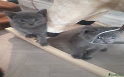 Bengal cats for sale: READY NOW 1 kitten left - Image 2