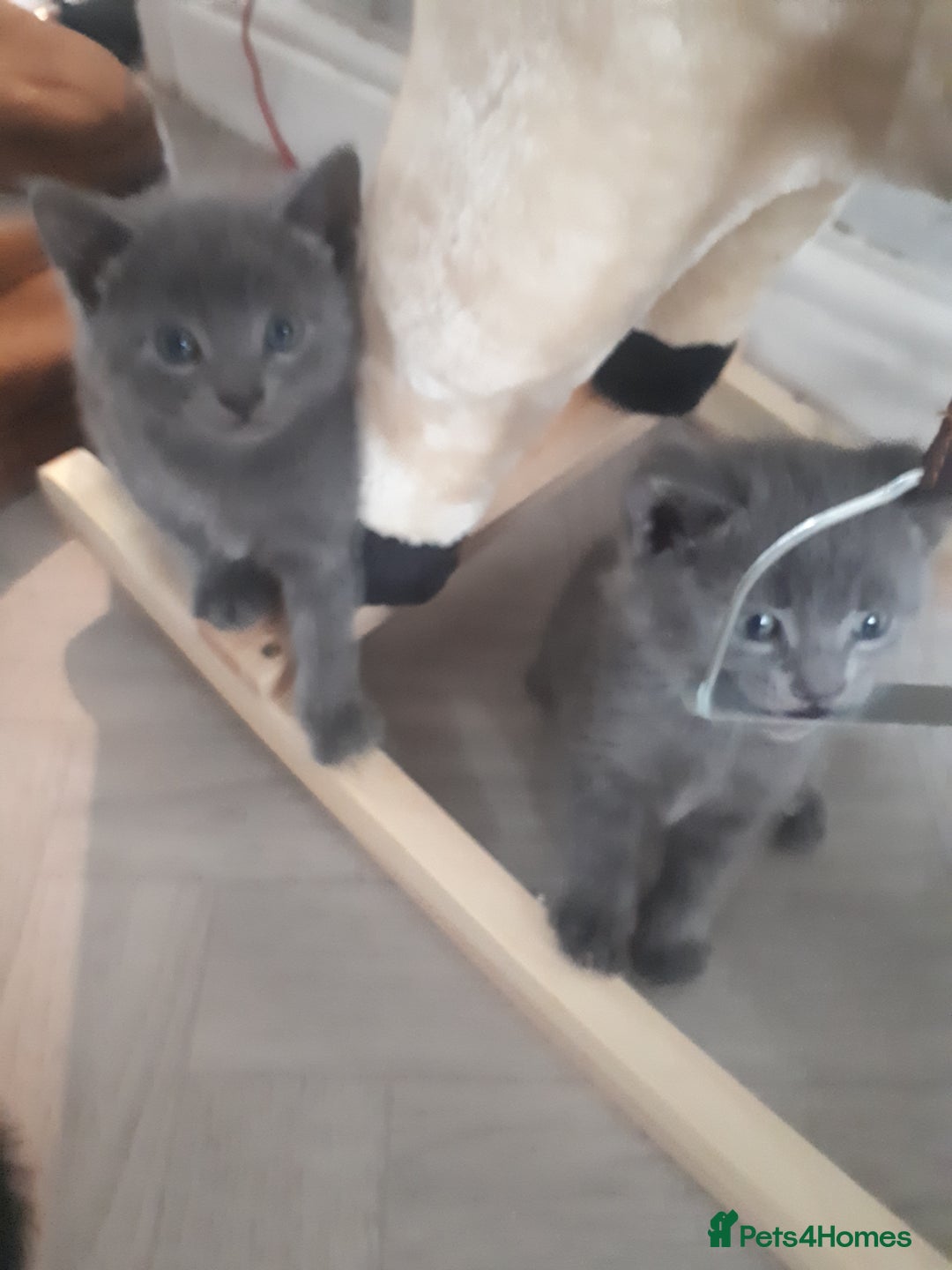 Bengal cats for sale: READY NOW 1 kitten left - Image 2