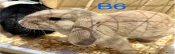 Mini Lop rabbits for sale: Beautiful Mini Lop Bunnies  - Advert 7