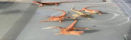 Bearded Dragon reptiles for sale: Red hypo baby bearded dragons  - Advert 16