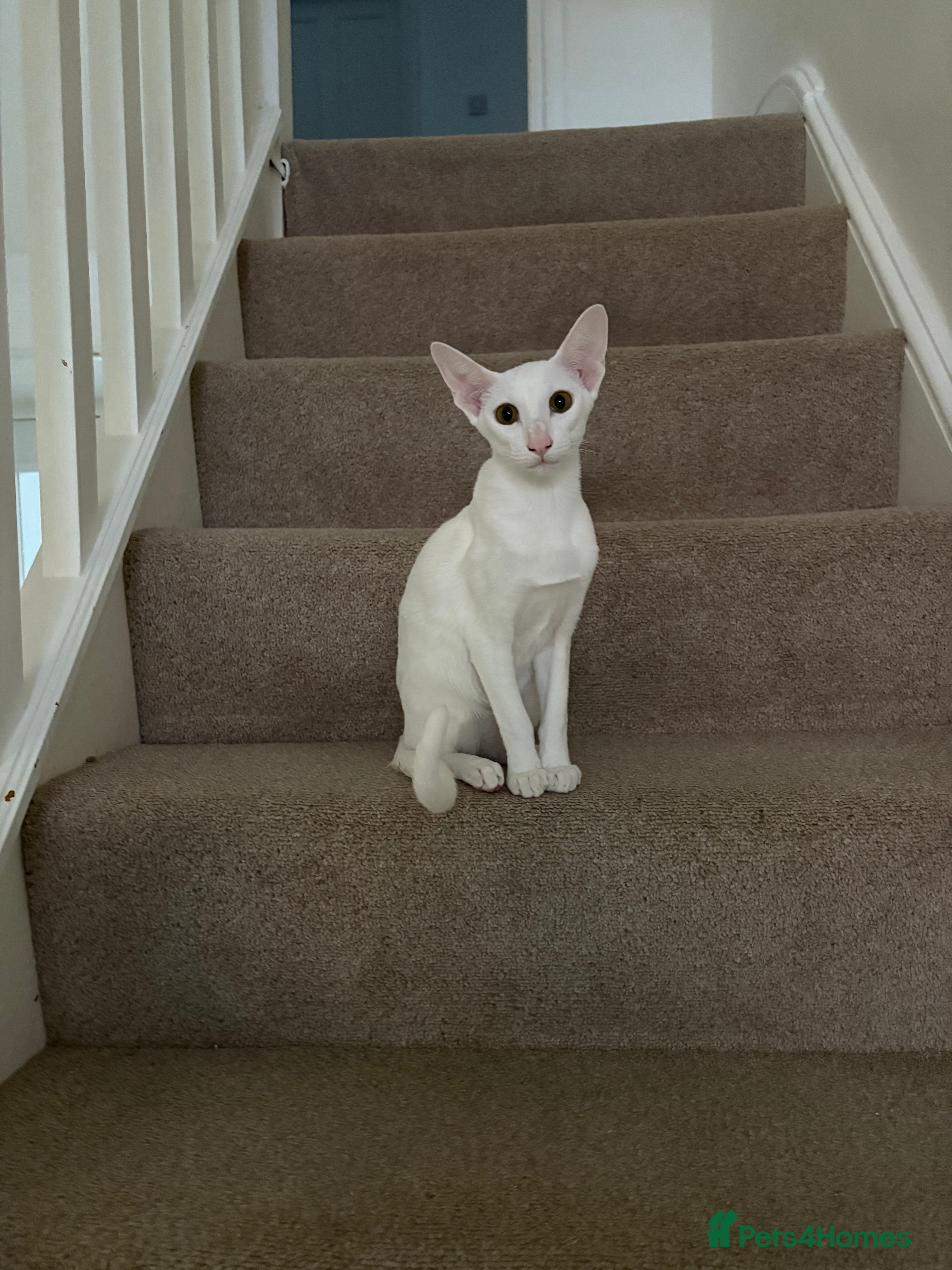 Oriental cats Oriental shorthair - Advert 2