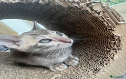 Bengal cats for sale: Beautiful Bengal Kittens Tica Registered 🌈🐾 - Image 16