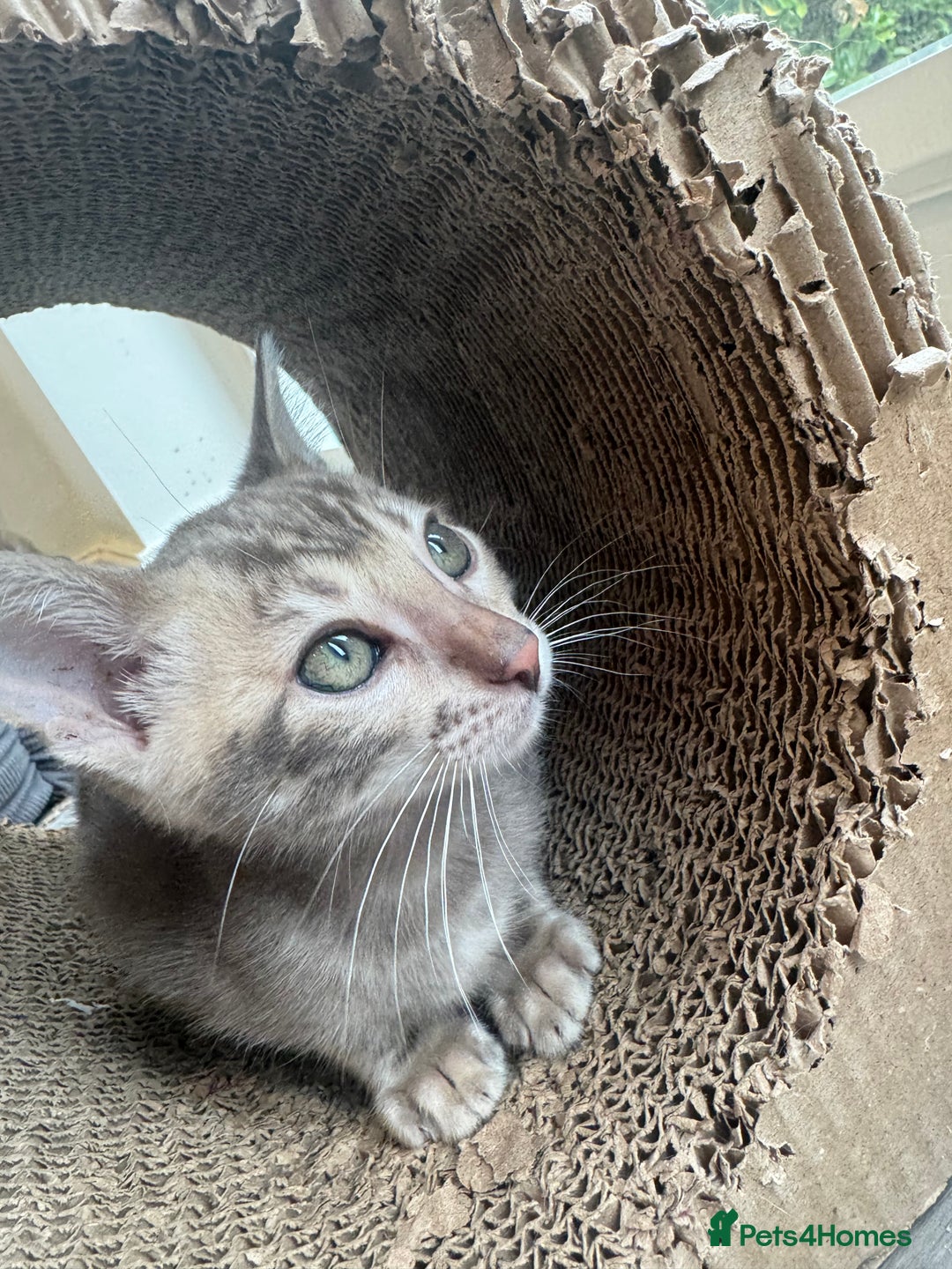 Bengal cats for sale: Beautiful Bengal Kittens Tica Registered 🌈🐾 - Image 16