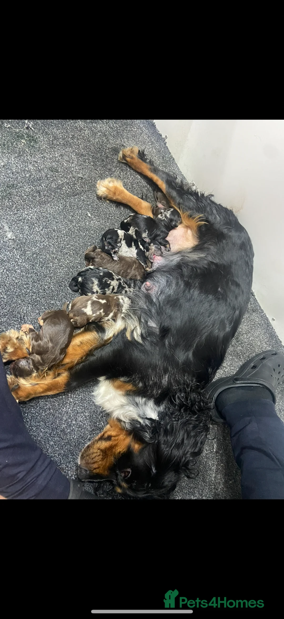 Cockapoo dogs for sale: F1 cockapoo puppy’s ready now  - Advert 17