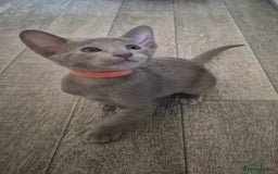 Oriental cats for sale: Oriental and Siamese Gccf registered kittens. - Image 7