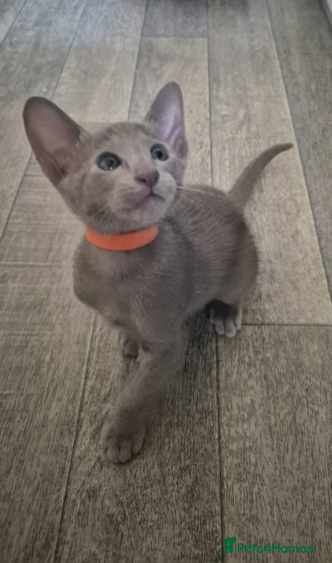 Oriental cats for sale: Oriental and Siamese Gccf registered kittens. - Image 7
