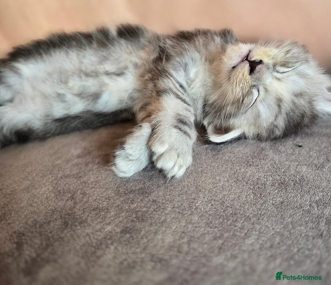 Maine Coon cats for sale: TICA Pedigree Maine Coon Kittens  - Image 10