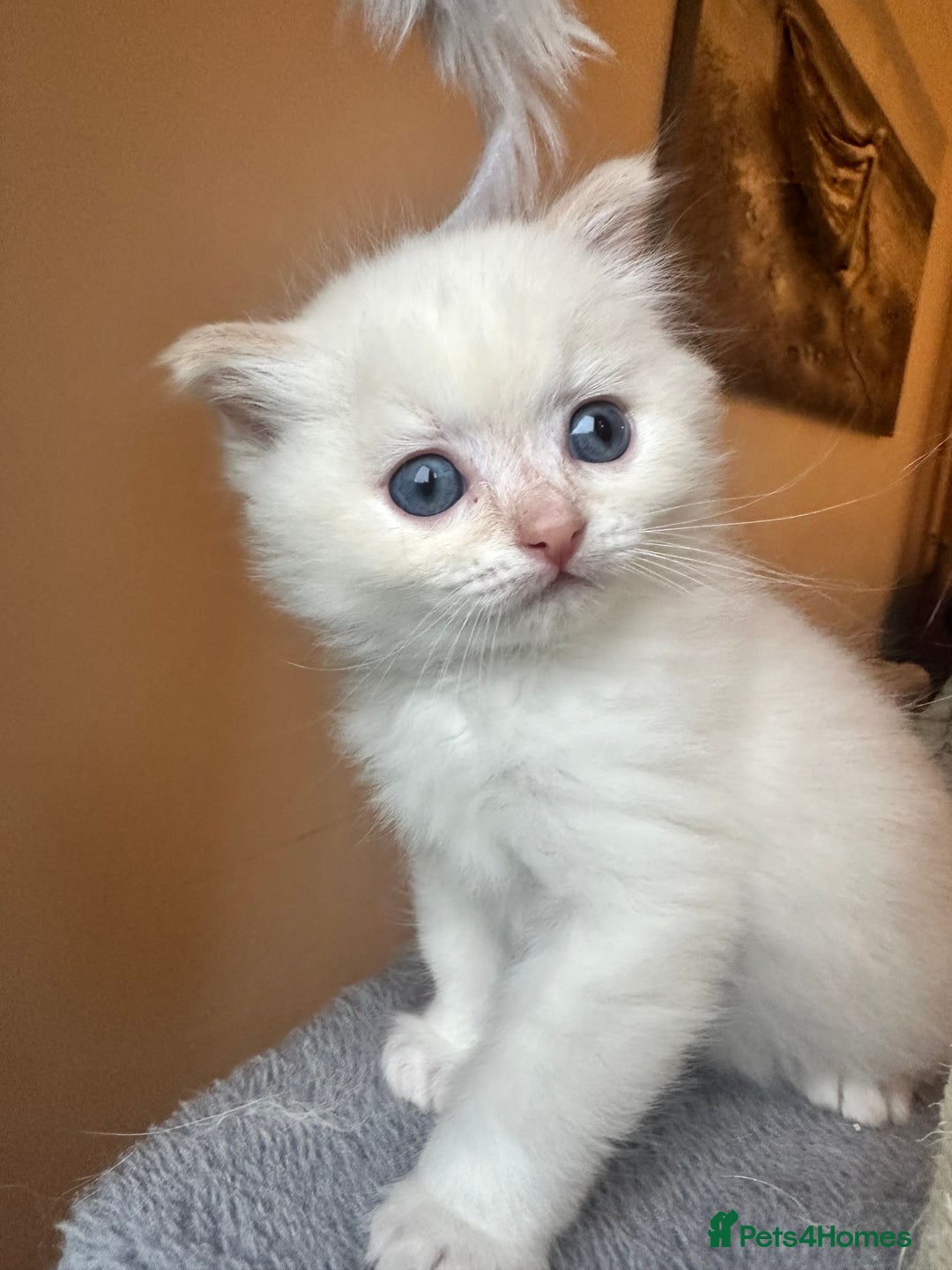 Neva Masquerade cats for sale: Gorgeous Neva Masquerade/British Blue Kittens  - Advert 6