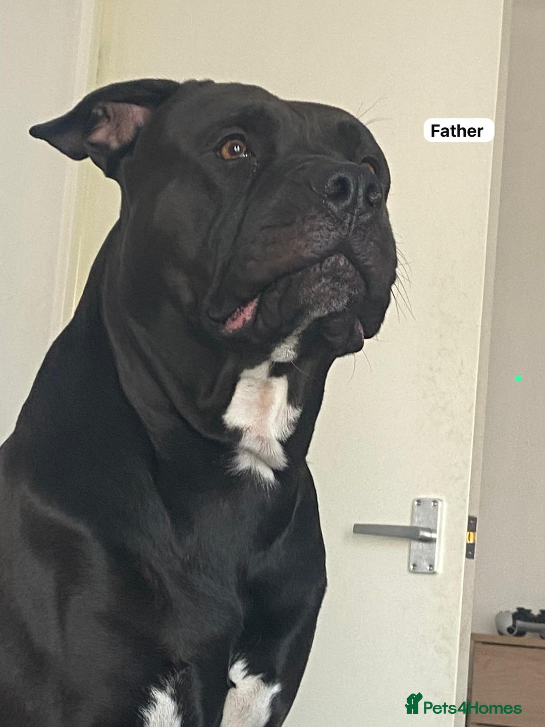 Mixed Breed dogs for sale: Puppies for sale  - Advert 8