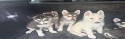 Mixed Breed dogs for sale: Husky Hybrid Puppies (Utonagans)  - Advert 37