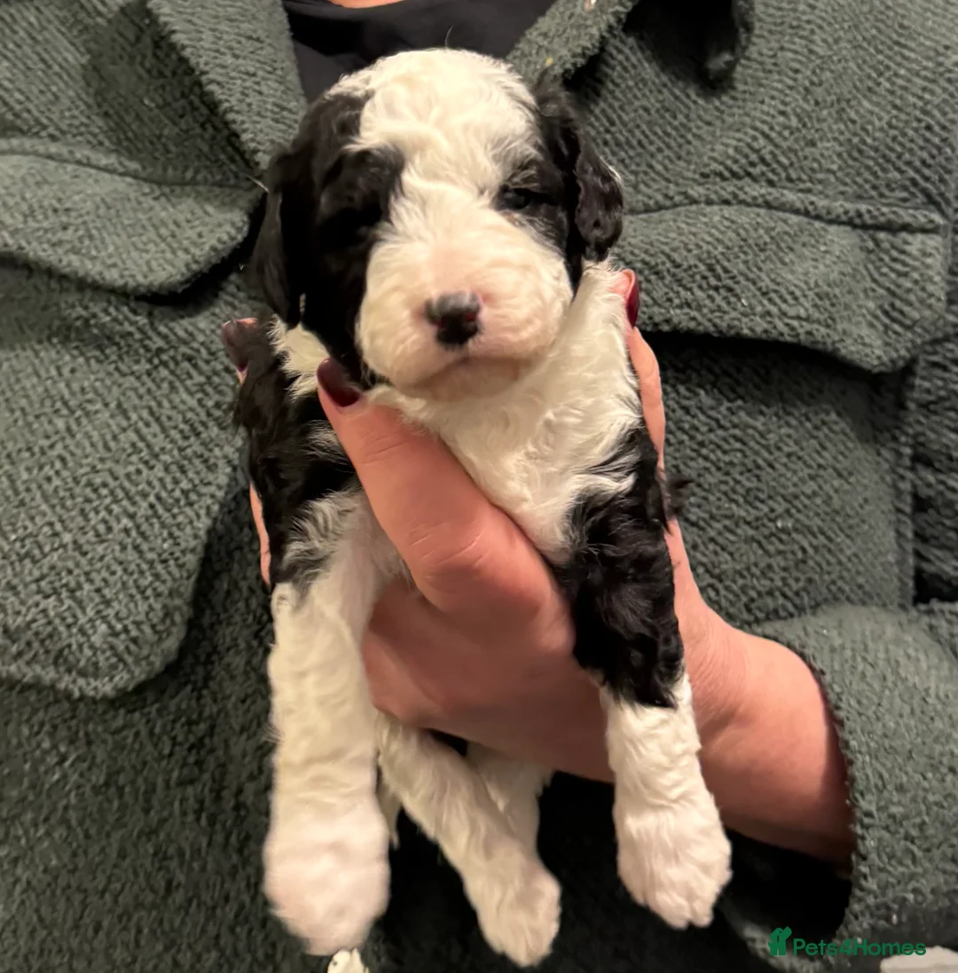 Bordoodle dogs for sale: Quality Miniature F1b Bordoodles  - Advert 4