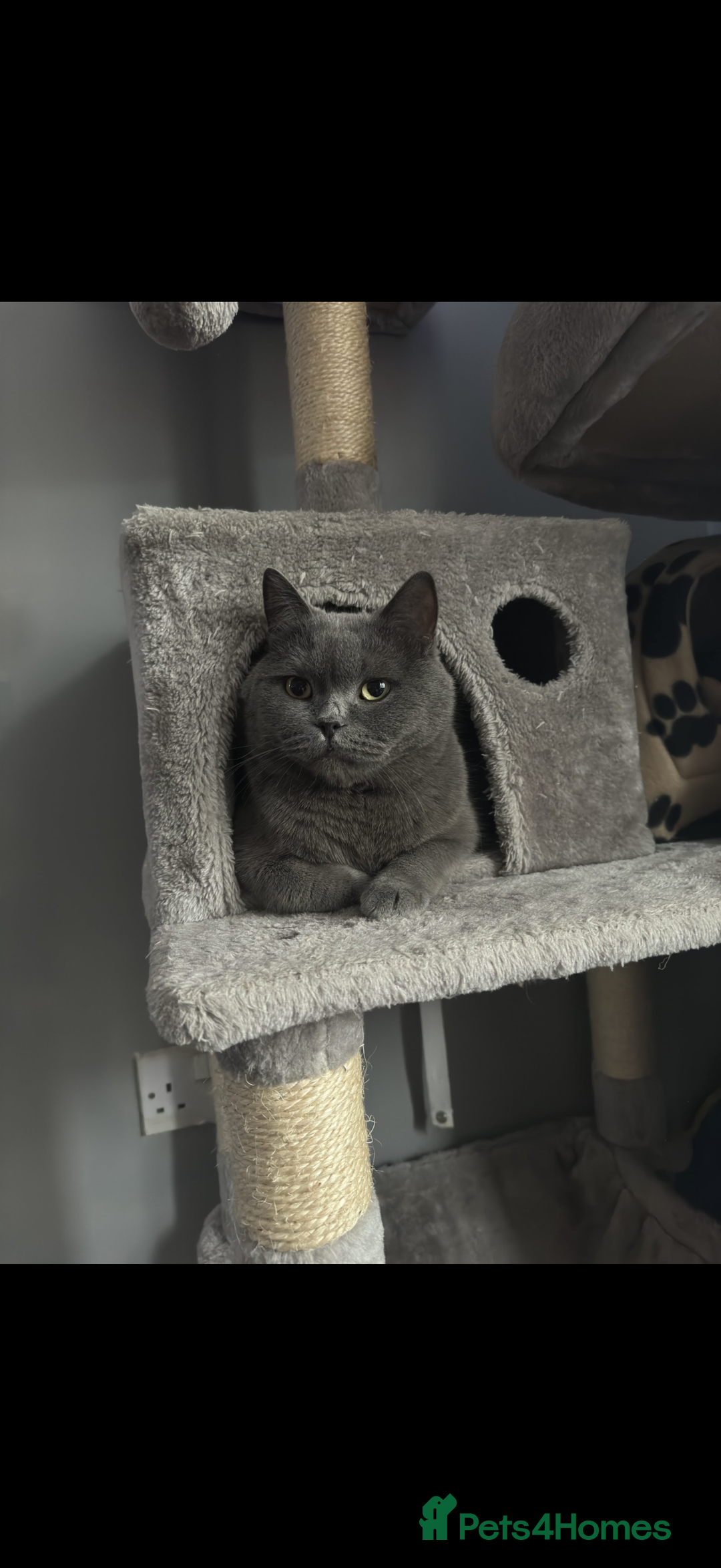 British Shorthair cats for sale: 2 Beautiful British shorthair cats 5 years  - Image 4