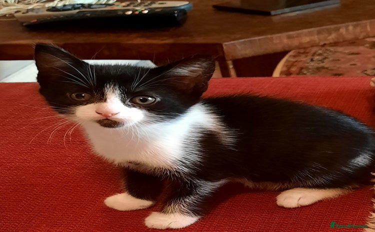 Mixed Breed cats - Advert 1