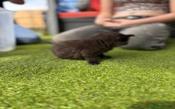 Domestic Shorthair cats for sale: 🐾 Playful, Affectionate Kittens - Image 14