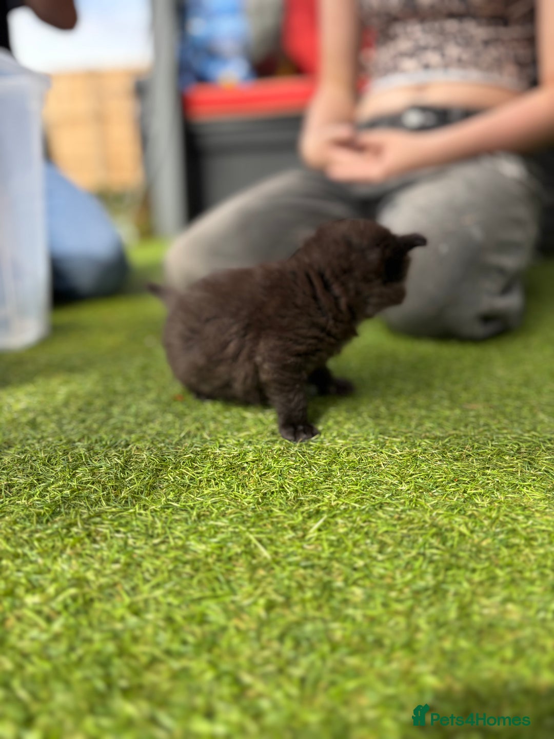 Domestic Shorthair cats for sale: 🐾 Playful, Affectionate Kittens - Image 14