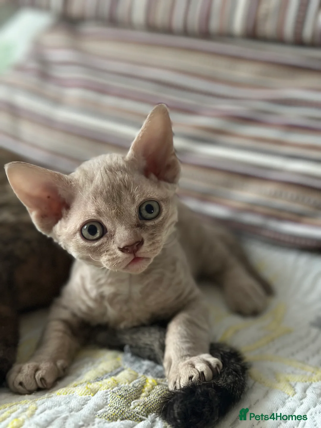 Devon Rex cats for sale: Devon  in London - Advert 6