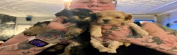 Maltipoo dogs for sale: Tiny Stunning maltipoo puppies  - Advert 4