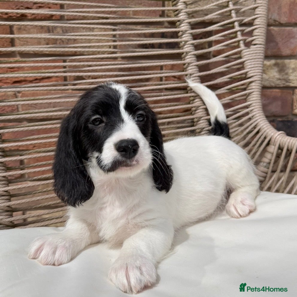 Mixed Breed dogs for sale: ⭐️⭐️Poogle Puppies (Beagle x Miniature Poodle)⭐️⭐️ - Advert 24