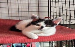 Mixed Breed cats for sale: Kittens 🐯🩷💛 - Image 8