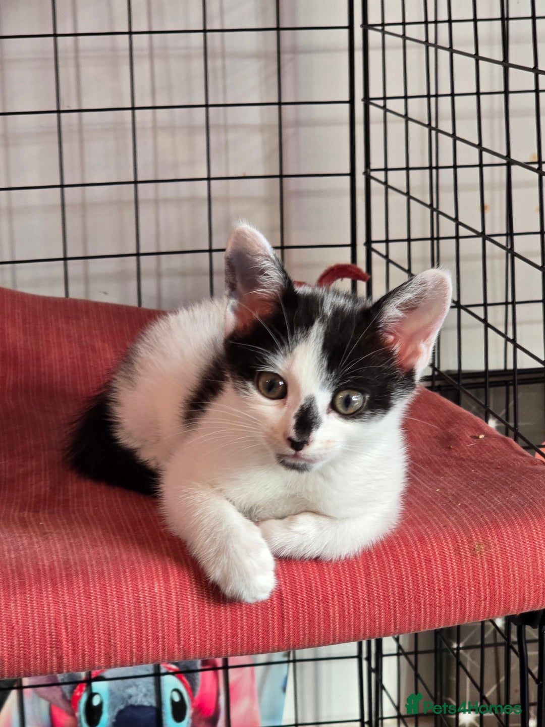 Mixed Breed cats for sale: Kittens 🐯🩷💛 - Image 8
