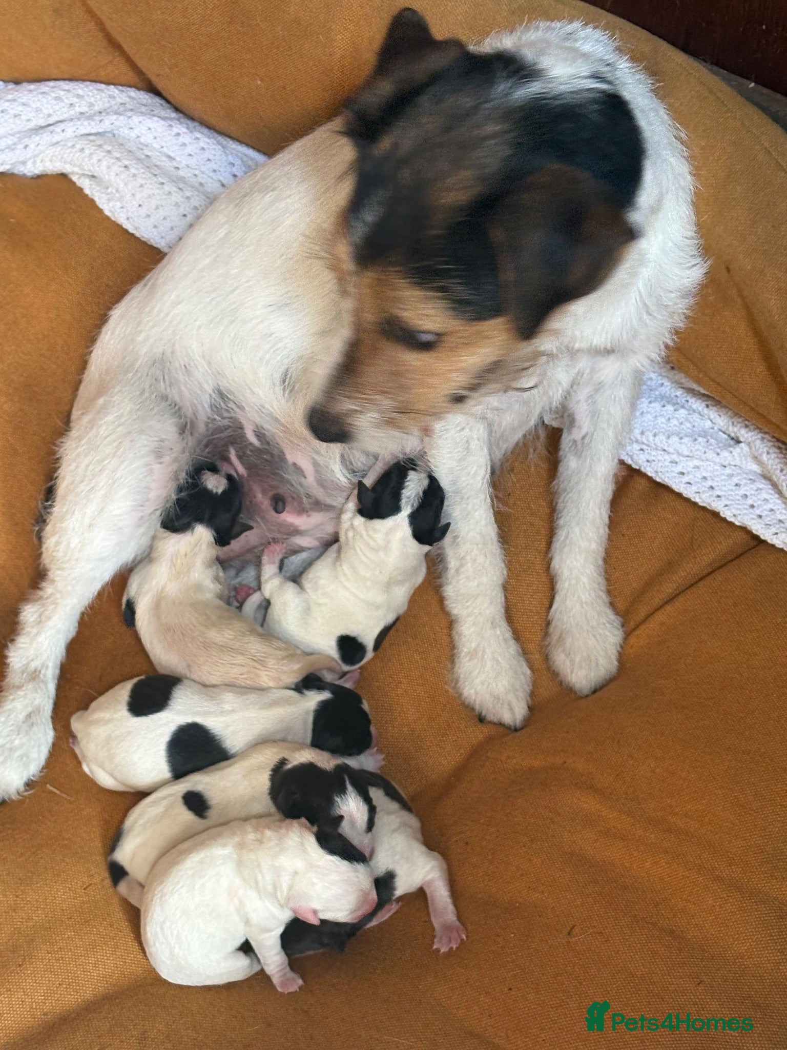 Jack Russell dogs Lovely Jack Russel puppies  - Advert 3
