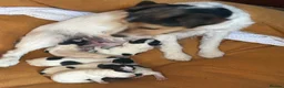Jack Russell dogs for sale: Lovely Jack Russel puppies  - Advert 1
