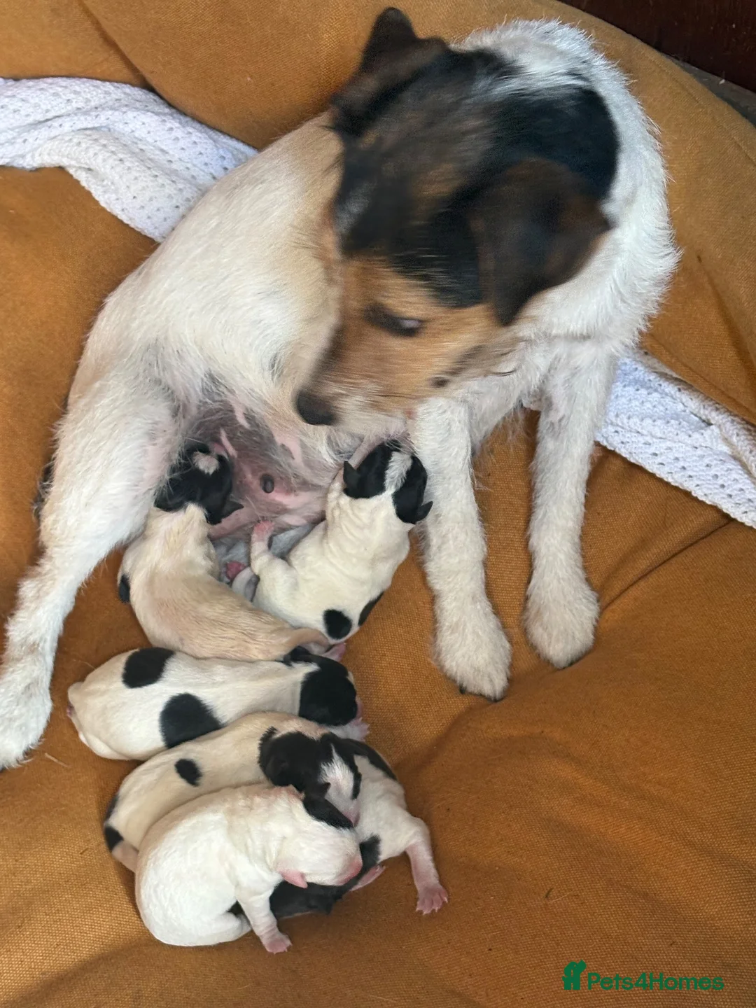 Jack Russell dogs for sale: Lovely Jack Russel puppies  - Advert 1