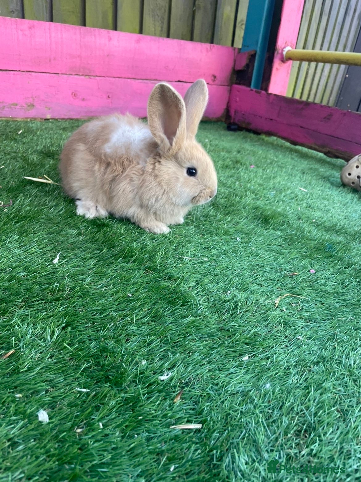 Continental Giant rabbits Giant continental babies  - Advert 2