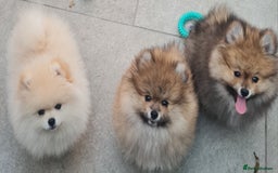 Pomeranian dogs for sale: Stunning Teddy purebreed Russian/Ukrainian poms in Basildon - Image 23