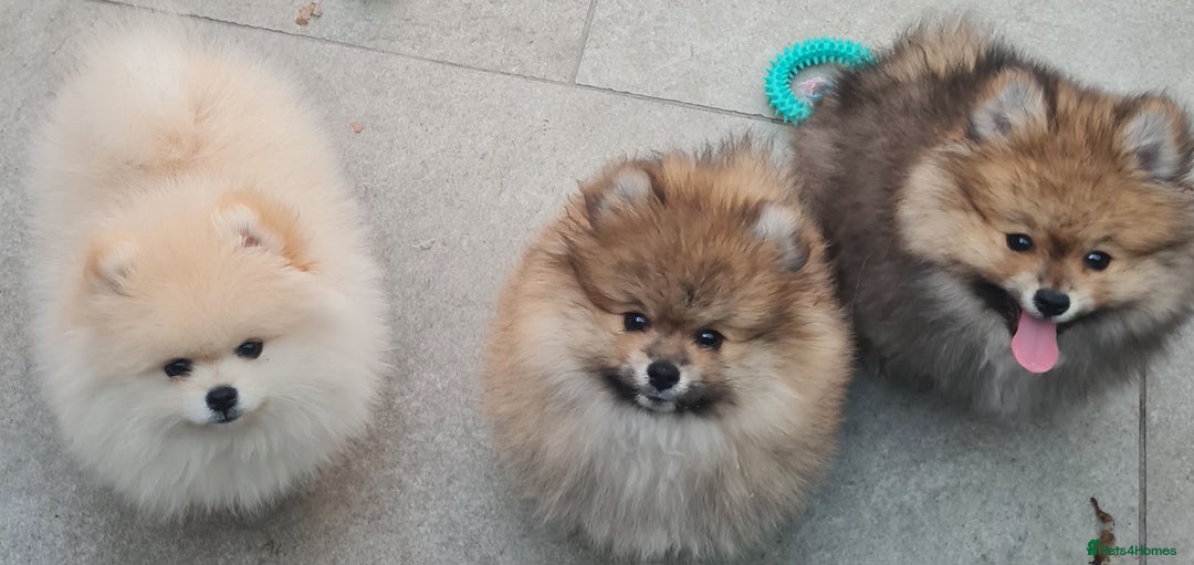 Pomeranian dogs for sale: Stunning Teddy purebreed Russian/Ukrainian poms in Basildon - Image 23