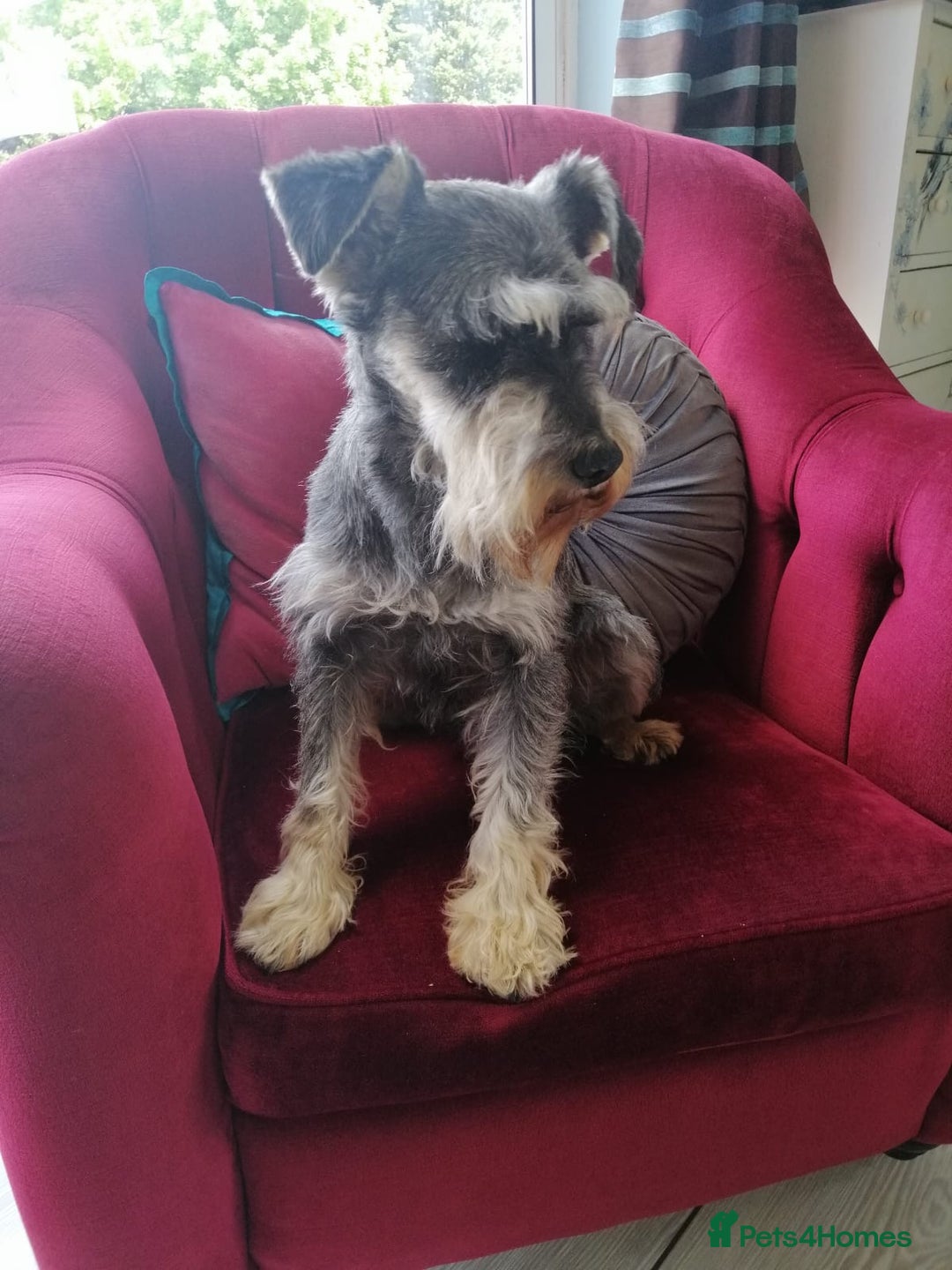 Miniature Schnauzer dogs for sale: Beautiful litter of Miniature Shnauzers  - Image 29