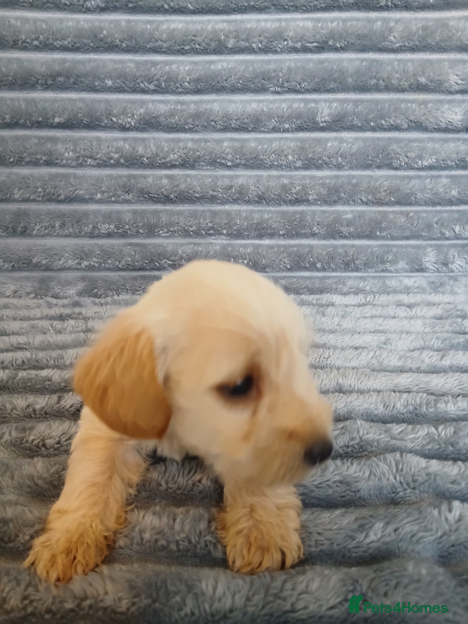 Mixed Breed dogs for sale: 8 dachshund x jack Russel puppies  in Henfield - Advert 27