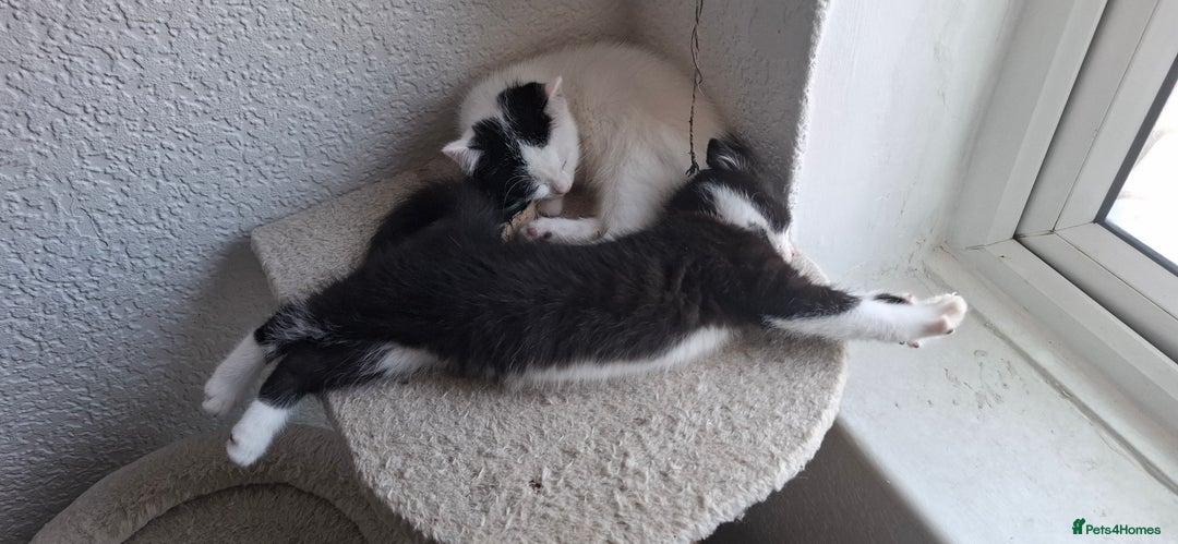 Mixed Breed cats for sale: Cute Furry Friends Ready to find new home. - Image 23