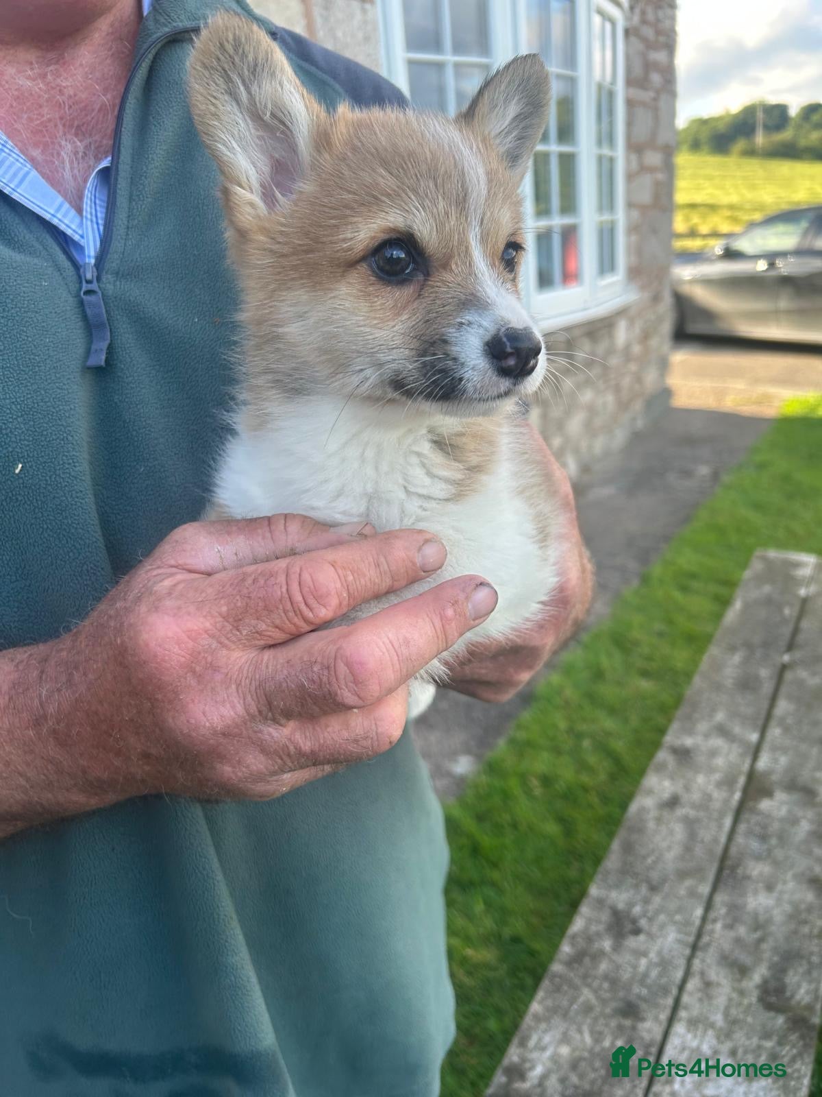 Welsh Corgi Pembroke dogs for sale: Lovely Corgi Girl Pup - Ready To Go - Advert 3
