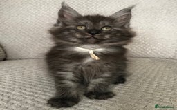Maine Coon cats for sale: MaineCoon Kittens Black Smoke 1 Boy & 2 Girls - Image 34