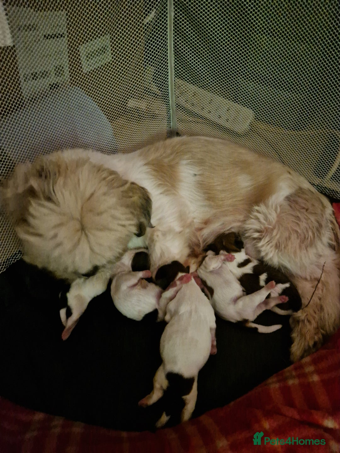 Shih Tzu dogs for sale: Puppies for sale 4 female and one male  - Image 5