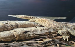 Monitor reptiles for sale: Beautiful young Monitor Lizard - Image 3