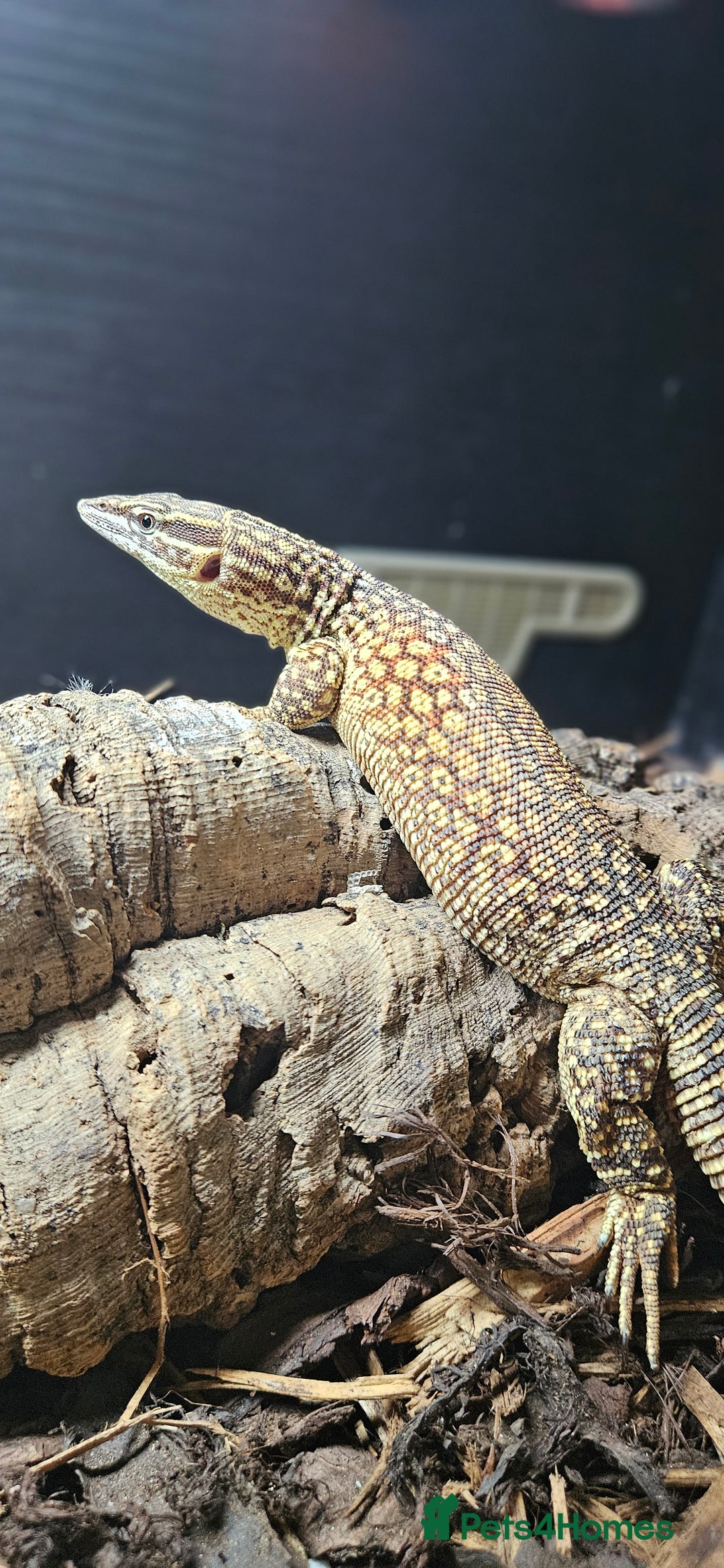 Monitor reptiles for sale: Beautiful young Monitor Lizard - Image 3