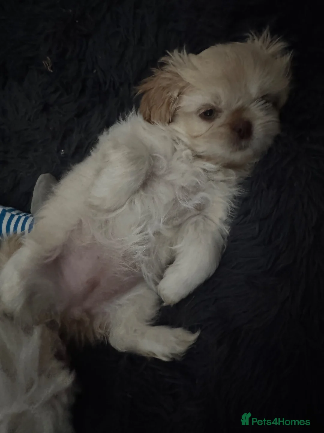 Shih Tzu dogs for sale: Prince and Toast Shih Tzu 8 months old  - Advert 18