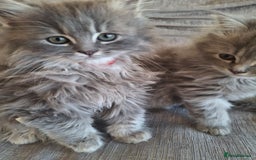 British Longhair cats for sale: 5 x beautiful BLH kittens for sale - Advert 6