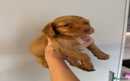 Cockapoo dogs for sale: Merle, Tri& Chocolate f2 Cockapoos (8boys 3girls!) - Image 8