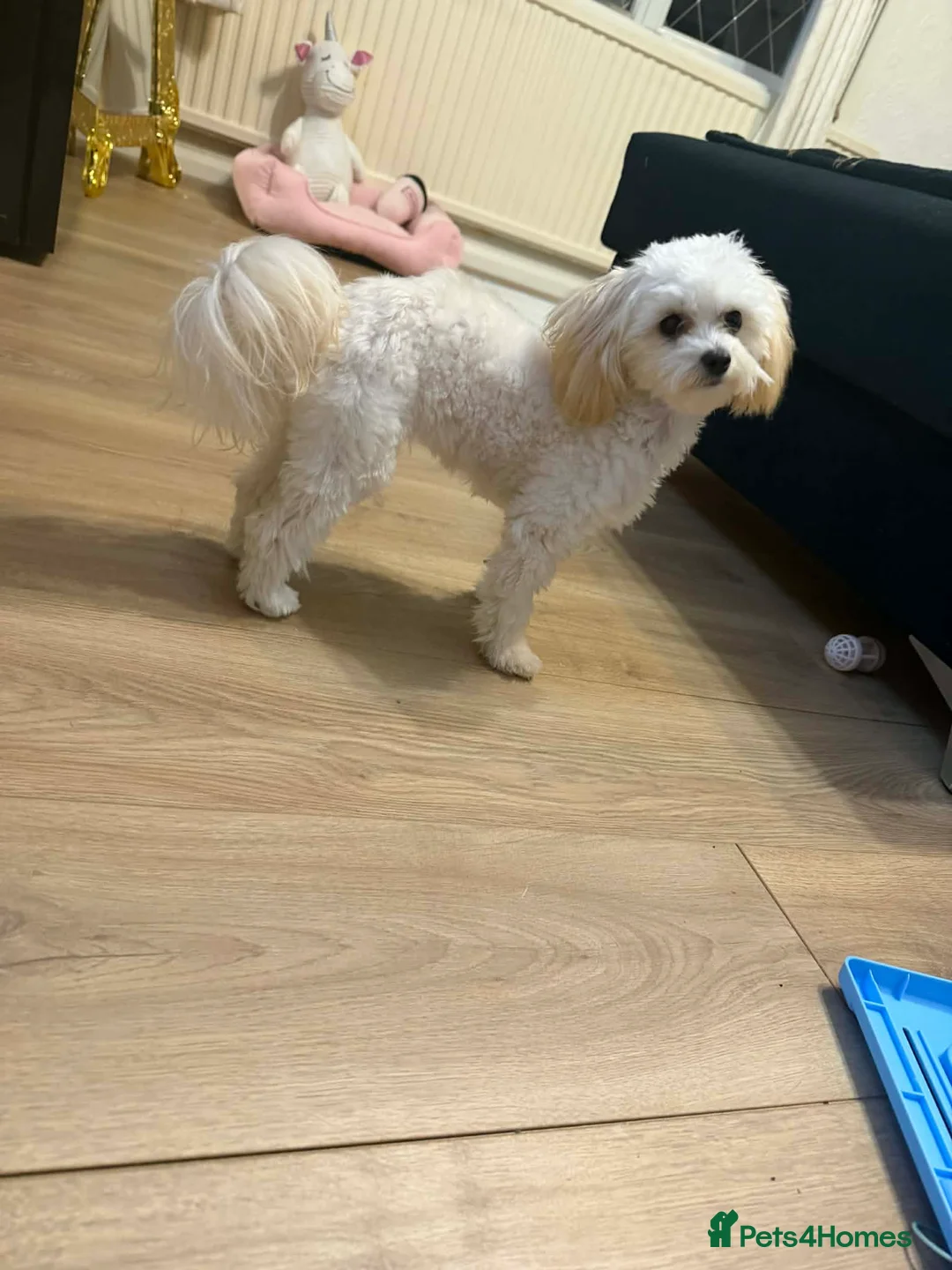 Maltipoo dogs for sale: Korean  ** s maltipoo female in Bradford - Advert 2