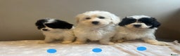 Lhasa Apso dogs for sale: Lhasa apso x toy poodle  - Advert 3