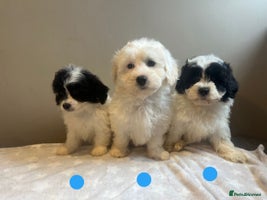 Lhasa Apso dogs - Advert 1