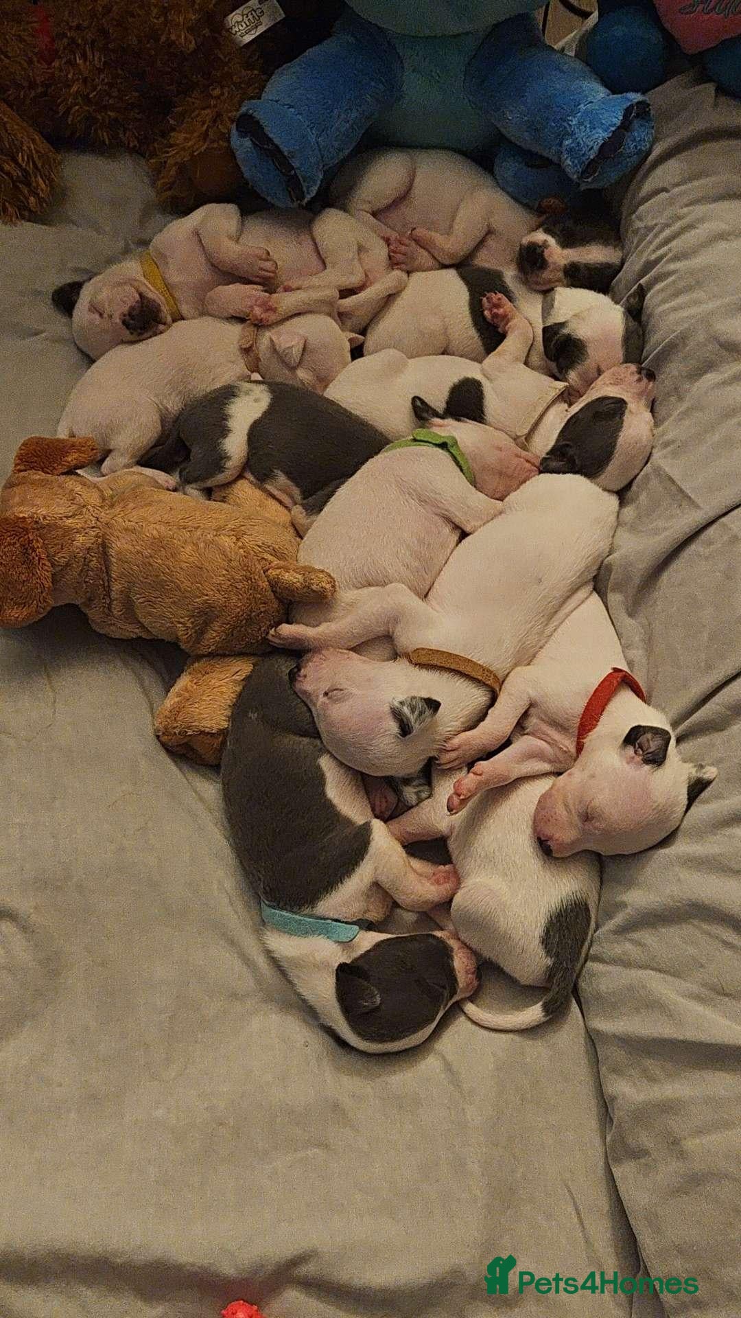 Mixed Breed dogs Whippet/ blue staffy puppies  - Advert 14