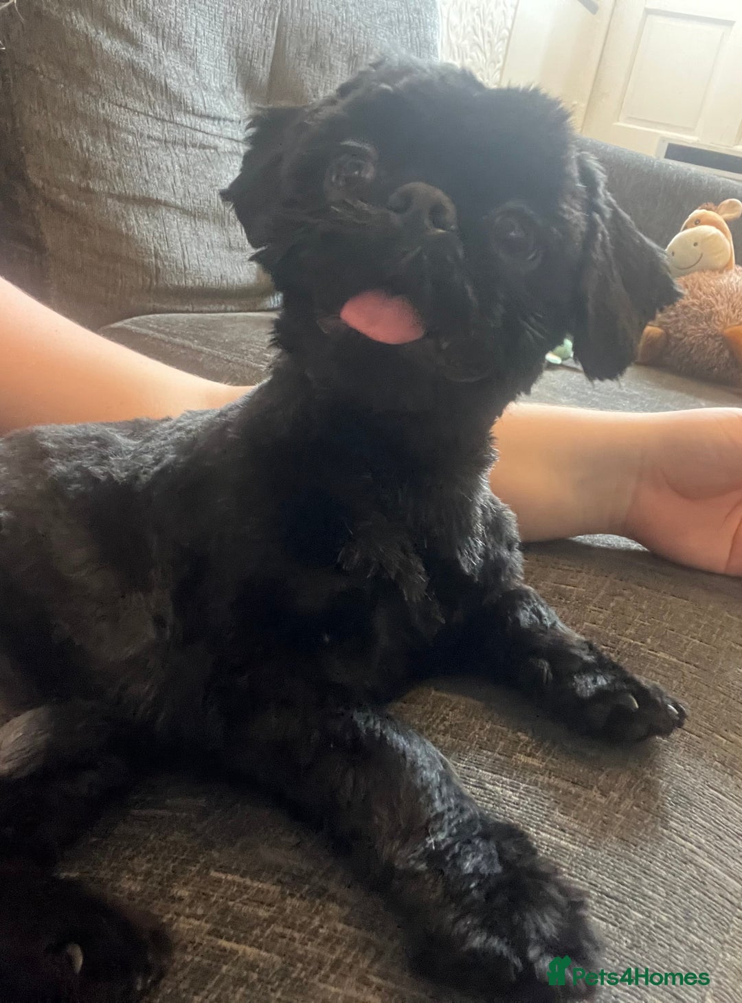 Shih Tzu dogs for sale: Handsome male Shih tzu - Advert 11