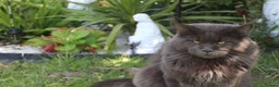 Maine Coon cats for stud: Maximus maine coon stud  - Advert 2