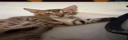 Bengal cats for sale: Bengal kittens pedigreed and registered - Advert 12